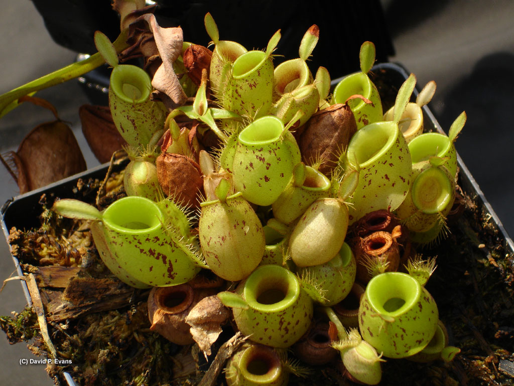 食虫植物　ネペンテス アンプラリア
