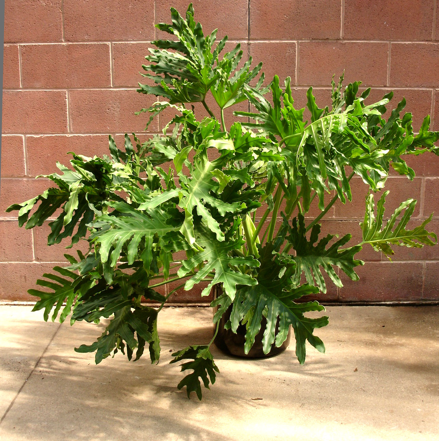 南国・アジアンテイストな観葉植物セローム