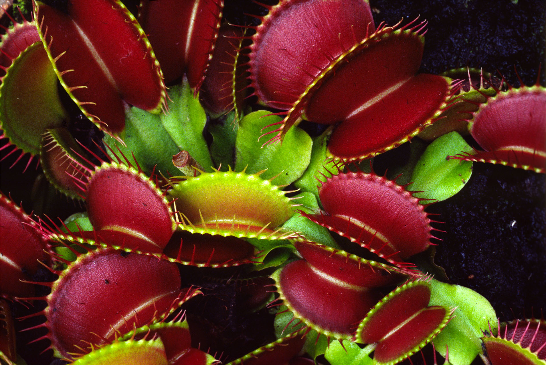 世界で最も不思議な食虫植物ハエトリソウ